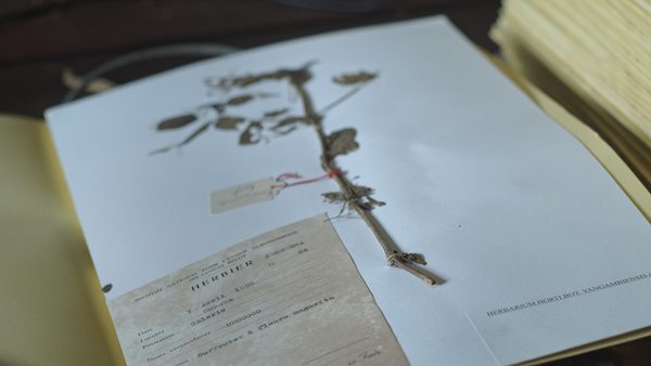 Lo schermo dell'arte/18 - L'Arbre de l'Authenticité